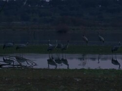 European Cranes (Grus grus) drinking, feeding, medium shot, Dehesa, Extremadura, Spain Stock Footage