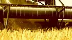 Harvesting of grain harvesters Stock Footage