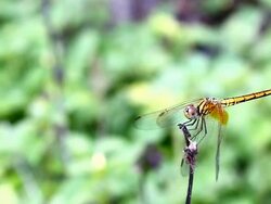dragonfly Stock Footage