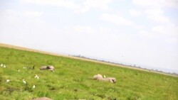 Very Dangerous Condition at Wildlife with Mother and baby elephant Stock Footage