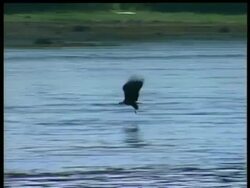 WA Bald Eagle, Haliaeetus leucocephalus, swooping down on water, Arctic Circle Stock Footage