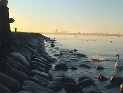 Feeding the Swan Stock Footage