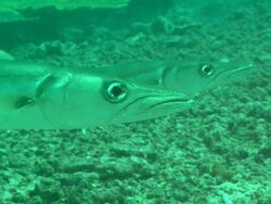 Barracuda. Borneo, Malaysia, Southeast Asia Stock Footage