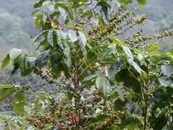 coffee crop Stock Footage