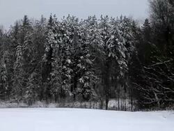 It's snowing in the field surrounded by forest Stock Footage