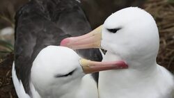 A pair of Black Browed Albatross (Thalassarche melanophris) Allopreening to reinforce the pair bond in a nesting colony on Westpoint island in the Falkland Islands off argentina, in South America. Albatrosses are globally threatened by long line fishing bo Stock Footage