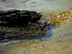 Drift Wood in Water Stock Footage