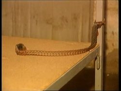 YUGOSLAVIA: KOSOVO: PRISTINA: TORTURE CENTRE INVESTIGATED: UPDATE News Clip