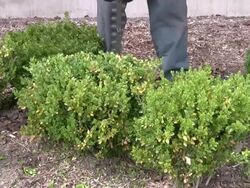 Gardening service. Landscaping workers. Cutting tree. Stock Footage