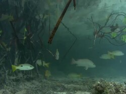 Mangrove roots, shallows, onespot snappers, sandy seabed, Aldabra, Indian Ocean  Stock Footage