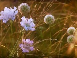 Paper Moons (Scabiosa stellata) Stock Footage