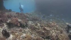 Undersea valley with rich coral found in Raja Ampat, Indonesia Stock Footage
