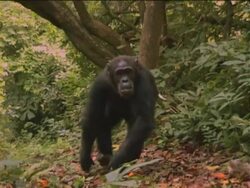 MS, TD, Chimpanzee (Pan troglodytes) with young climbing down tree trunk and walking on ground, Gombe Stream National Park, Tanzania Stock Footage