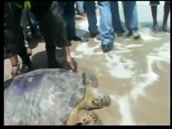 Giant turtles released back to Caribbean Sea News Clip