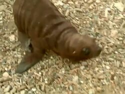 HA TS WS Baby Sea Lion / Curacao Sea Aquarium, ABC islands of the Leeward Antilles,  Lesser Antilles Stock Footage