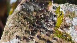 Termites Stock Footage