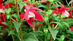 Fuchsia erige flowers blooming Stock Footage