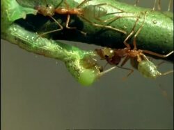 Weaver Ants attacking caterpillar, BCU Zoom out, Australia Stock Footage