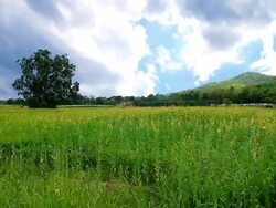 Yellow field Stock Footage