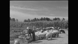 WS Boy feeding pigs in farm / United States Stock Footage