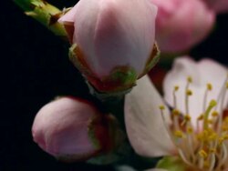 Pink Almond Flower blooming in macro shot. Stock Footage