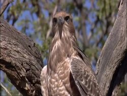 Goshawk, Accipiter gentilis, in tree, CU, South Africa Stock Footage