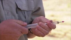 A game warden uses air to compress the contents of a syringe. Stock Footage