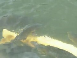 Japanese fish in pond CU Stock Footage