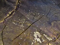 Snowstorm Stock Footage