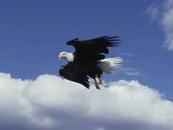 MS TS Bald Eagle gliding overhead with white clouds for landing / Boise, Idaho, United States Stock Footage