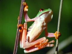 Red-eyed tree Frog (Agalychnis callidryas), holding onto vines, close up. Stock Footage