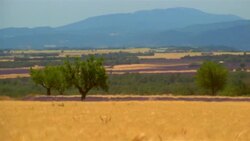 Fields of lavender and wheat grow on a farm in Provence, France. Stock Footage