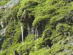 Water and moss 2 HD Stock Footage