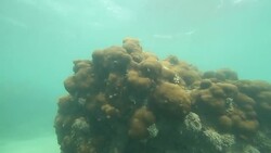 Sunlight dapples orange corals. Stock Footage