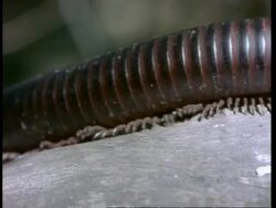 CU millipede walks right to left along log, Kenya Stock Footage