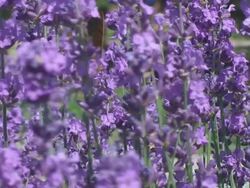 Butterfly in lavender bush Stock Footage