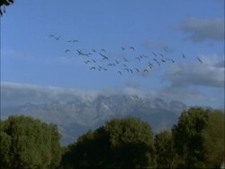 European Cranes (Grus grus) in flight, mountain background, north-east Extremadura in Dehesa, Spain Stock Footage