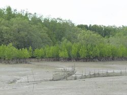 panning : Mangrove forest is under low tide Stock Footage