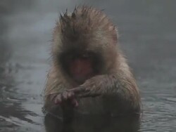 MS Snow baby Monkey (Japanese Macaque) in Hot Spring / Jigokudani, Nagano, Japan Stock Footage