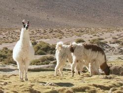 MS Shot of group of Llama, Lama Glama on Altiplano Puna grassland in Andes mountains / San Pedro de Atacama, Norte Grande, Chile Stock Footage