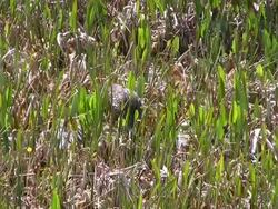 Limpkin Digging For Snails Stock Footage
