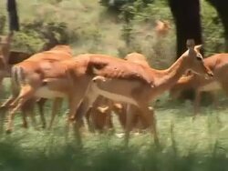 Antelopes Stock Footage