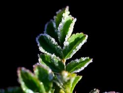 CU Hoarfrosten foliage in spring  /  Kastel-Staadt, Rhineland-Palatinate, Germany Stock Footage