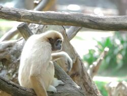 Monkey is hanging on tree's branch Stock Footage