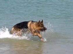 MS TS SLO MO Shot of German Shepherd, male dog running through waves at beach / Normandy, France Stock Footage
