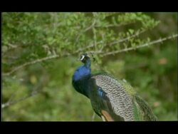 Peacock (Pavo cristatus) puffing up feathers, Bandipur, Nagarahole, India Stock Footage