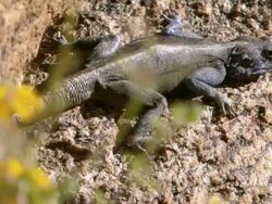 MS Shot of Southern rock agama lying and sunbathing on granite boulder / Namaqualand, Northern Cape, South Africa Stock Footage