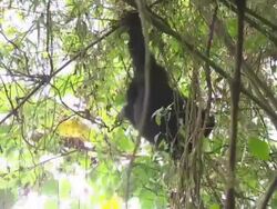 Two Infant Gorillas Playing In Trees News Clip