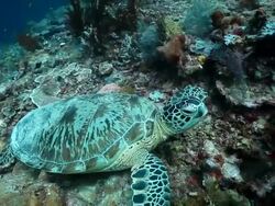 MS TS Shot of Green turtle resting on reef / Sipadan, Semporna, Tawau, Malaysia Stock Footage