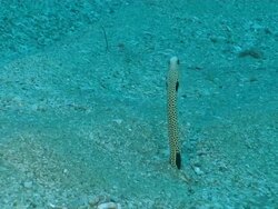 MS Shot of Several spotted garden eels emerging and retreating into sand burrows / Sodwana Bay, KwaZulu Natal, South Africa Stock Footage